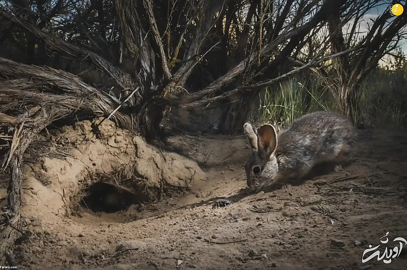 تصاویر تحسین شده مسابقه عکاسی حیات وحش ۲۰۲۲